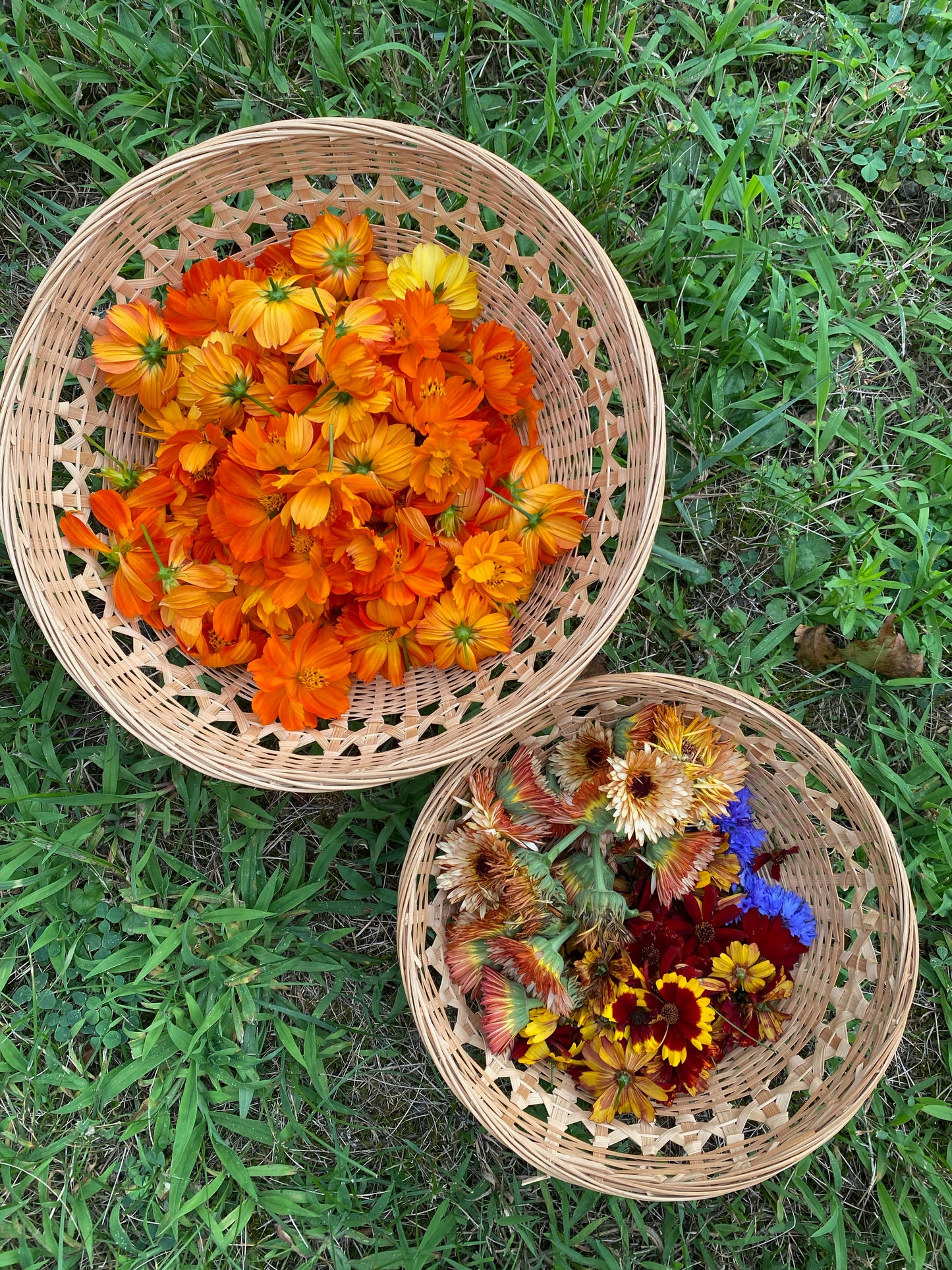 Bundle Dyeing at Maitri Farm with Jamie Lyn Kara | Saturday Sept 6, 2025 2-4:30pm